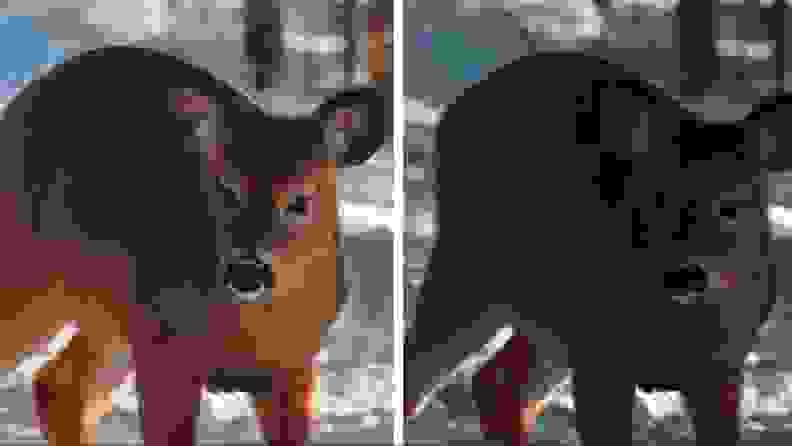 Two images of the same frame on a TV screen showing a deer without energy saver mode and with energy saver mode.