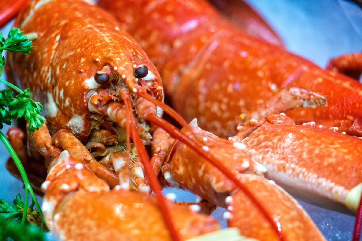 How to Cook Lobster Ovens