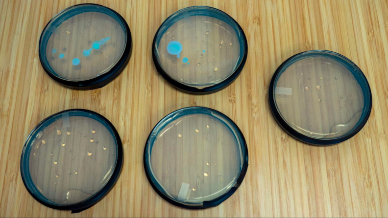 Fives circular petri dishes with cultures growing them.