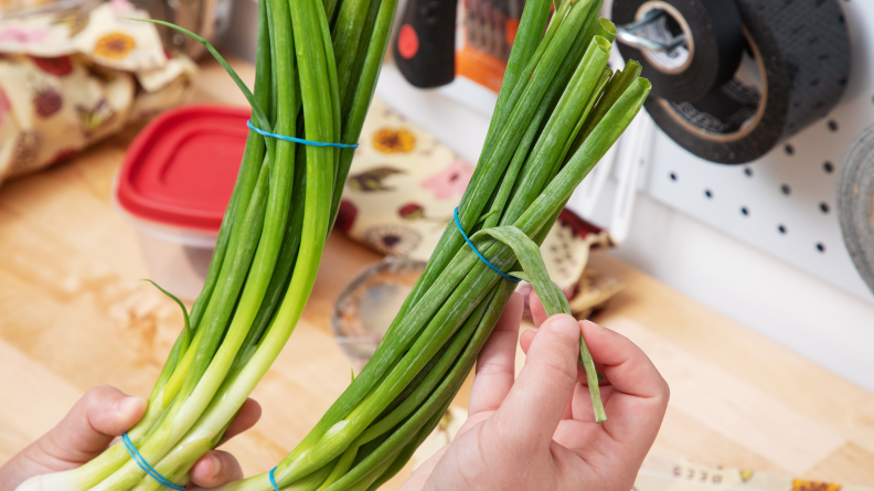 A person holds two handfuls of scallions, one fresh (left) and one limp (right).