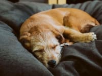 Reviewed's 2020 Best of Year: Pets