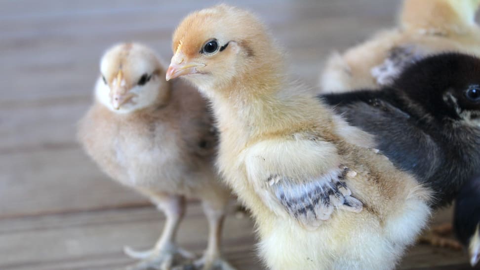 在DIY育雏者中继续生长鸡快乐健康。