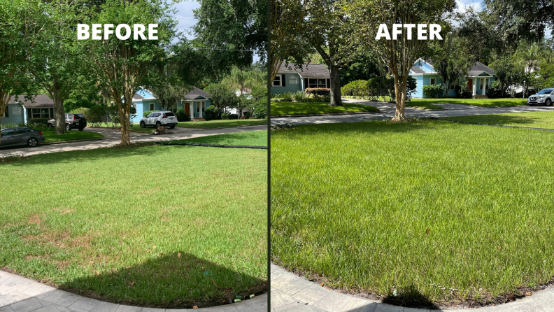 A before and after look at a front yard that tested out organic lawn fertilizer.