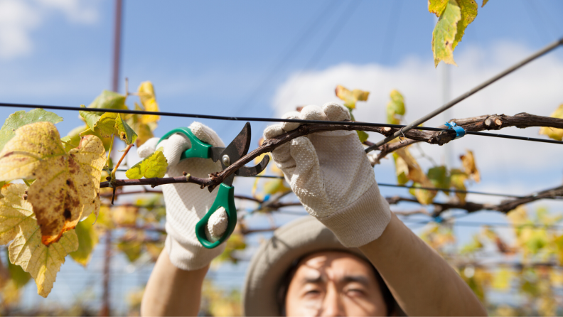 pruning in garden