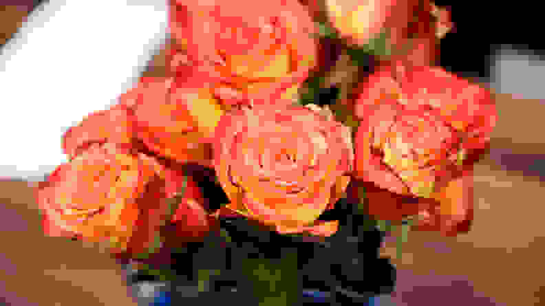 Roses arranged in a vase