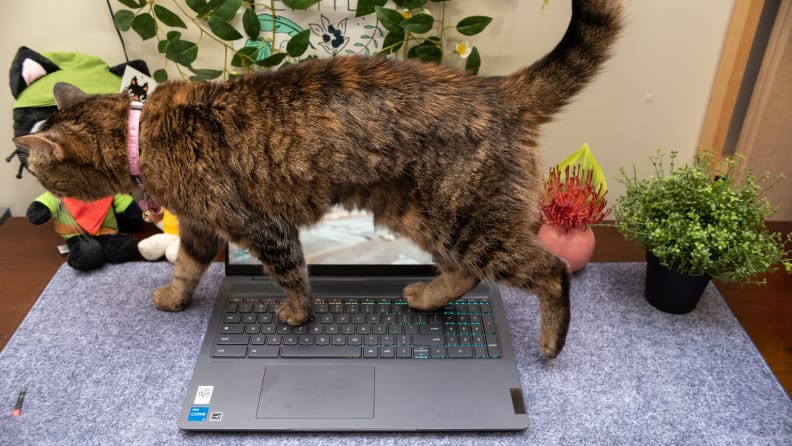 A cat walks atop a closed Lenovo Ideapad Gaming Chromebook.