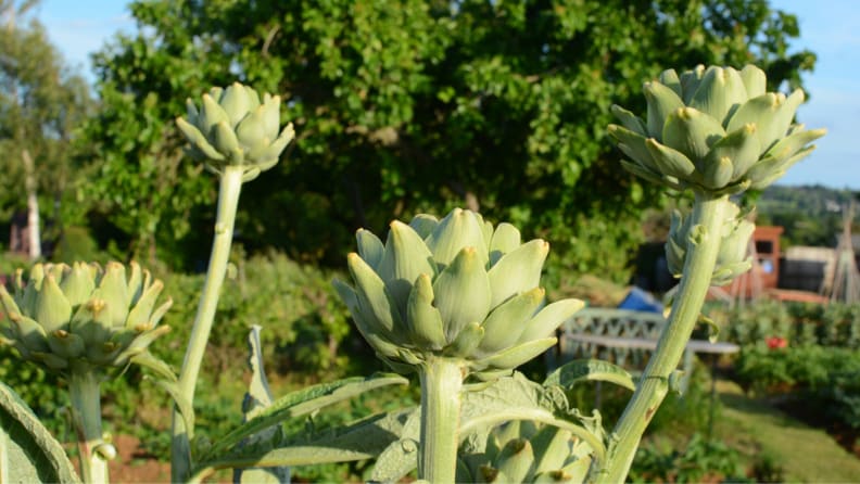 artichokes