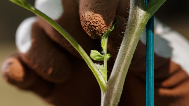 tomato sucker