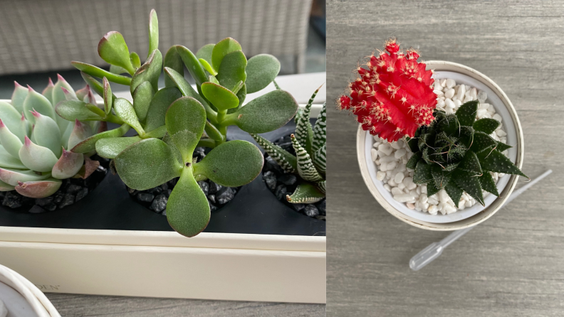 These gorgeous succulents are worth their steep price tag—the easy all-in-one planter box is a wonderful little surprise and there is a wide variety of colors, textures, and counts from which to choose.