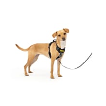 Product image of 15% off | Easy Walk® Comfort No-Pull Dog Harness