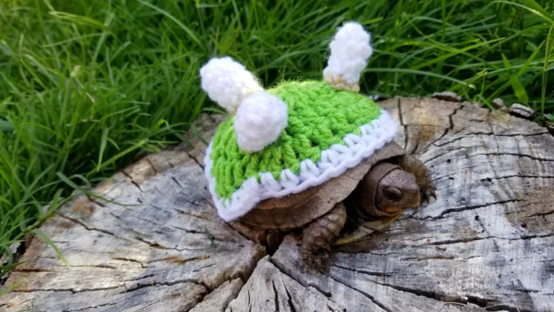 Turtle dressed as Bowser