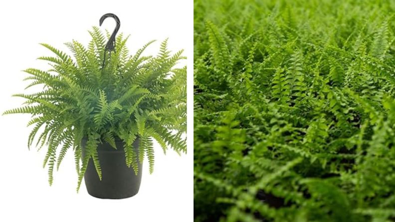 Amazon costa farms boston fern next to a close up photo of the ferm