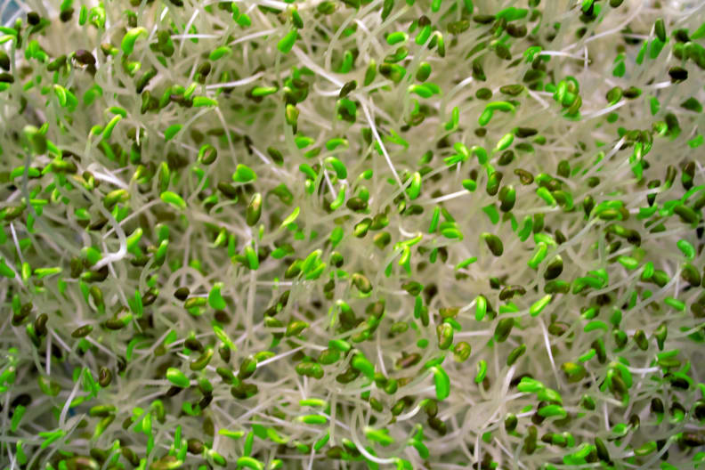 While seemingly effective, the raw vegan diet does have its fair share of downsides. [Credit: Flickr user "enfamous2j" (CC BY-NC-ND 2.0)]