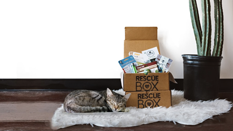 A cat curled up by a subscription box