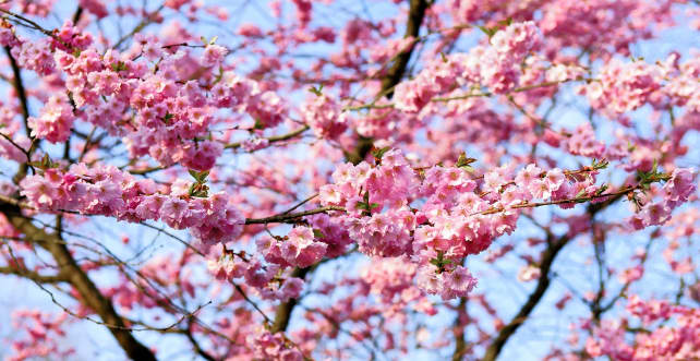 Cherry Blossom Tree