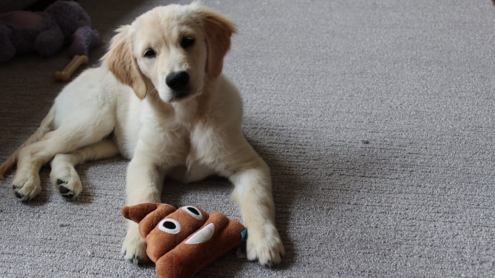 The best puppy products on Amazon