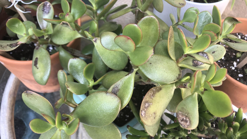 Jade plants with burns.