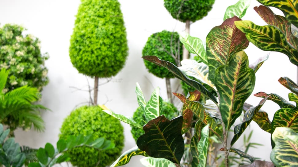 Variety of greenery and topiary against a white wall